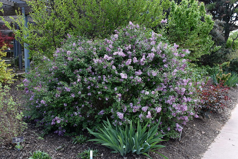 Lilac Bloomerang® Dark Purple