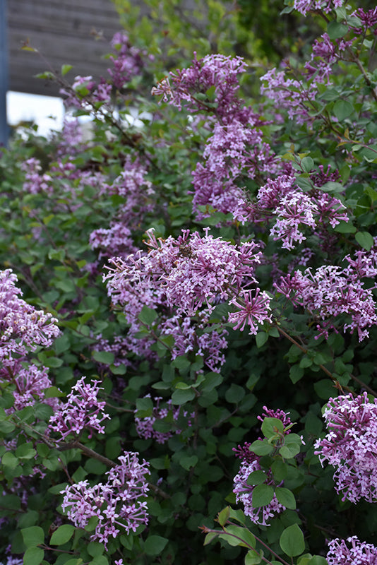 Lilac Bloomerang® Dark Purple