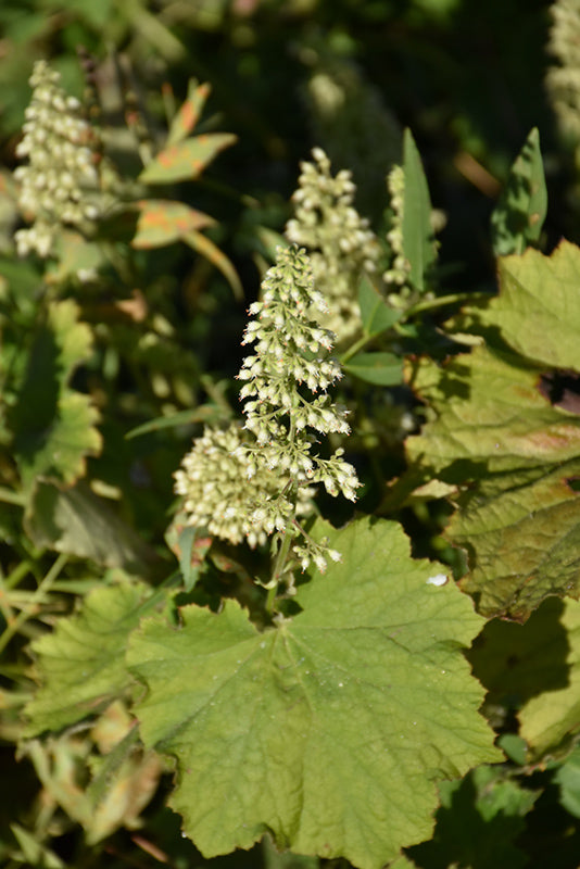 Coral Bell 'Autumn Bride'