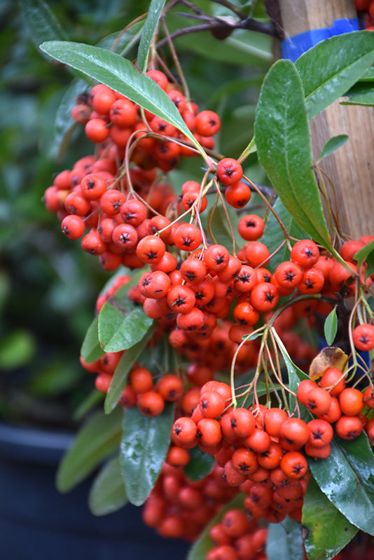 Pyracantha Victory- Red