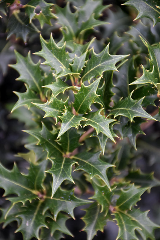 Osmanthus Gulftide