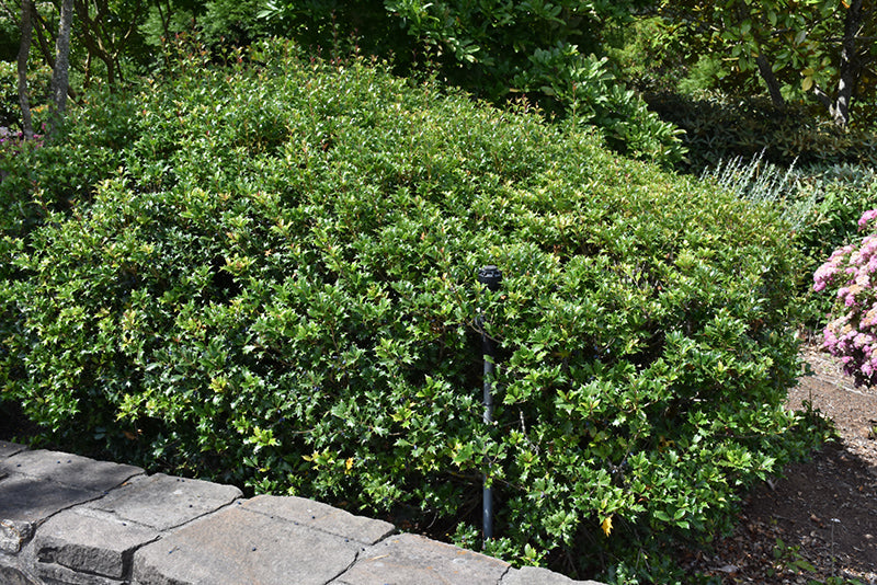 Osmanthus Gulftide