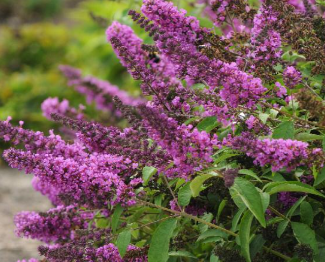 Attract butterflies with Butterfly Bushes