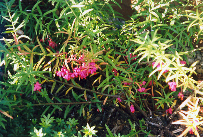 Euonymus Burning Bush Dwarf