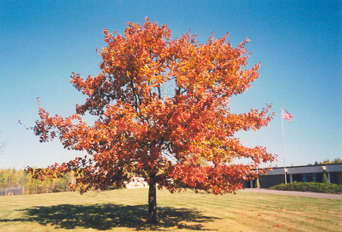 Oak Northern Red