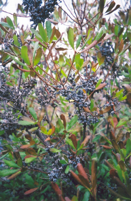 Myrtle Northern Bayberry