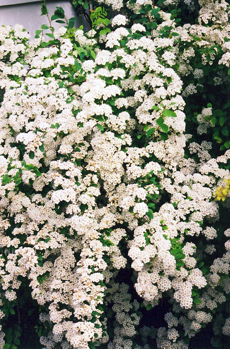 Spirea Vanhouttei