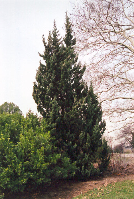 Juniper Robusta Green