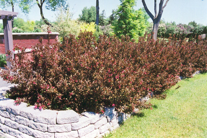 Weigela Proven Winners Wine & Roses