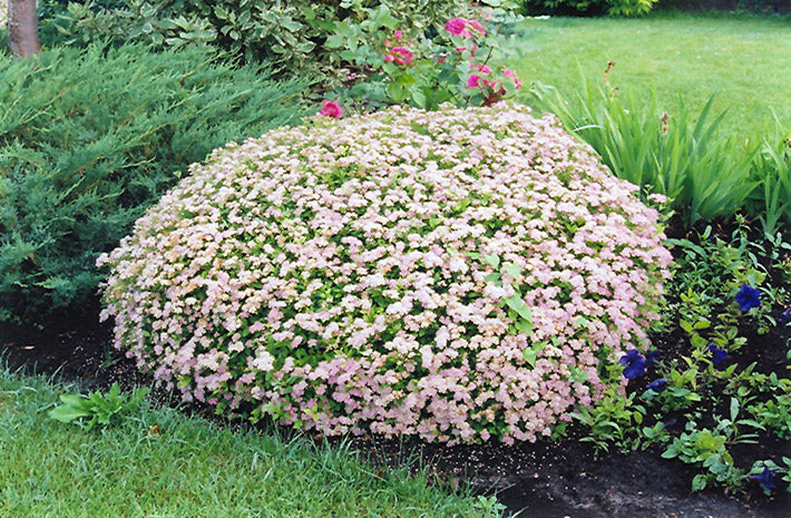 Spirea Little Princess