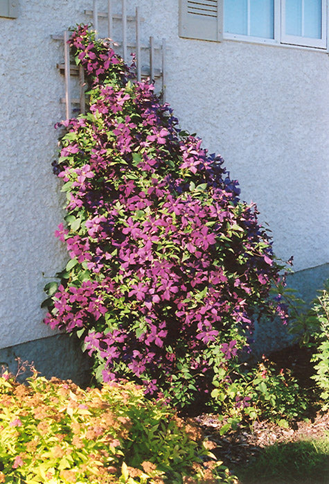 Clematis Polish Spirit -