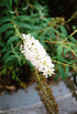 Butterfly Bush Nanho White