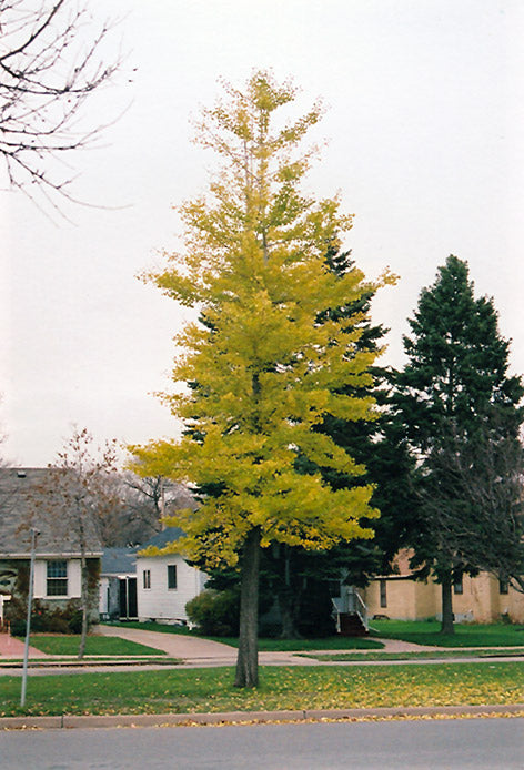 Ginkgo Princeton Sentry