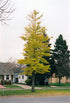 Ginkgo Princeton Sentry