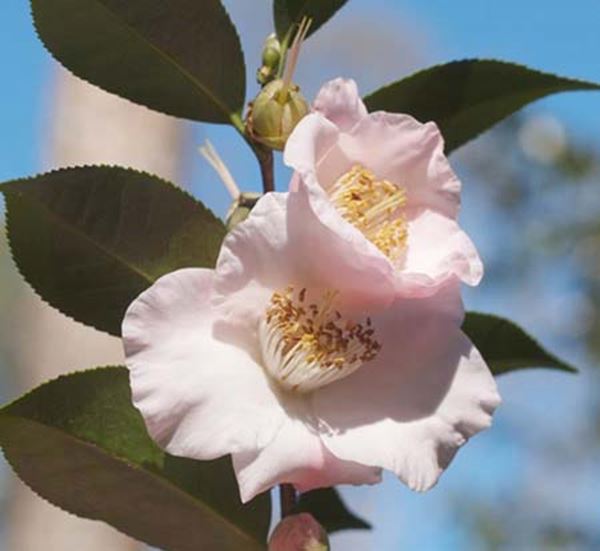 Camellia X Japanese Fantasy- White/Pink