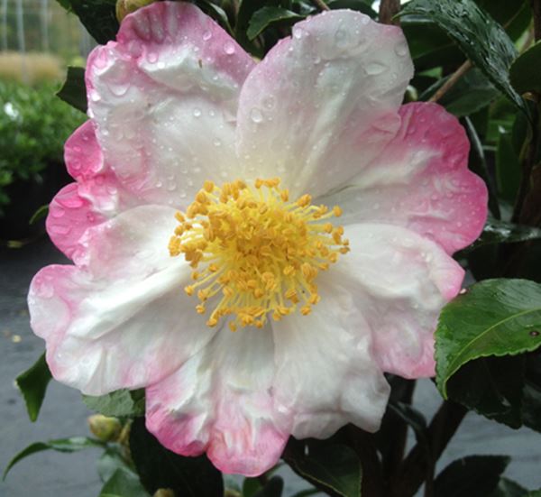 Camellia S. Hana Jiman- White/Pink