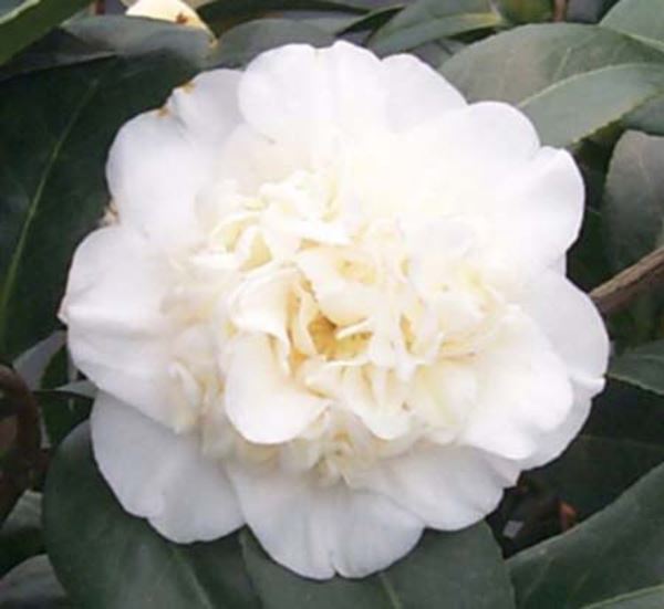 Camellia J. Man Size- White