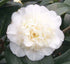 Camellia J. Man Size- White