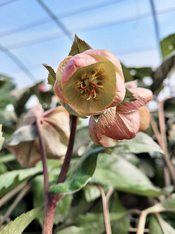 Helleborus Hgc® Ice N' Roses® Bianco