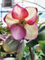 Helleborus Hgc® Ice N' Roses® Rosado