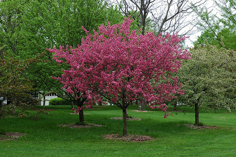 Crabapple Prairifire