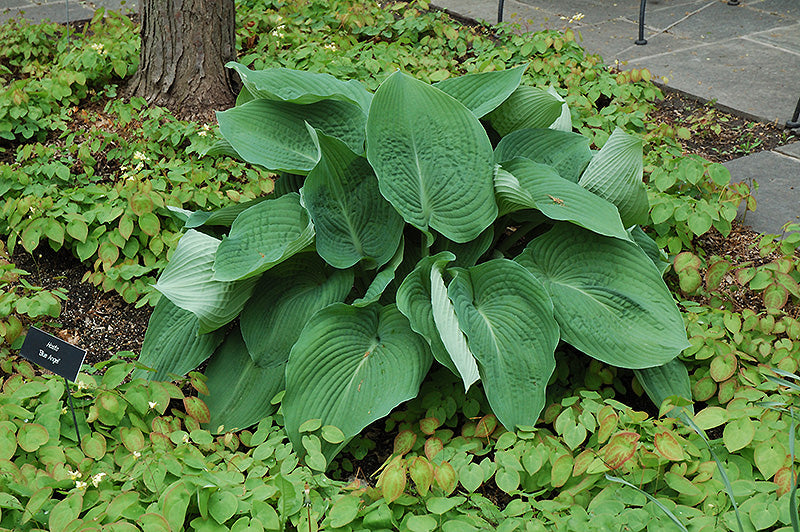 Hosta Blue Angel