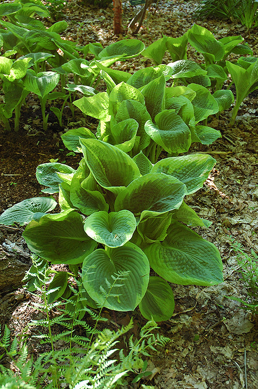 Hosta Frances Williams