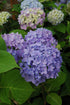 Hydrangea Endless Summer® The Original