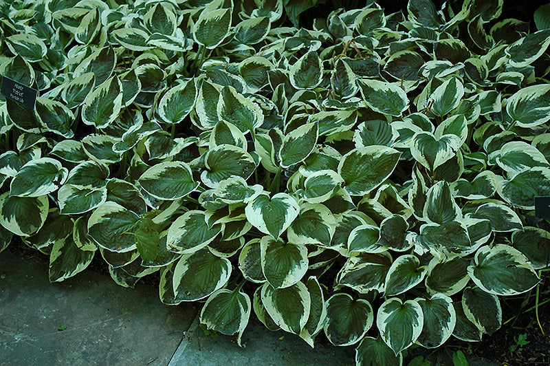 Hosta Patriot