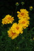 Coreopsis Early Sunrise