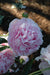 Peony Shirley Temple- Dbl White