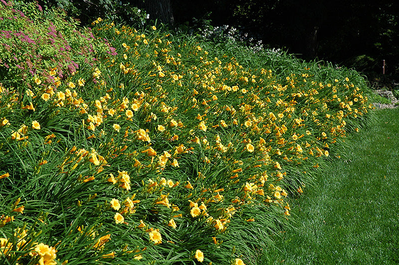 Daylily Happy Returns- Canary Yellow