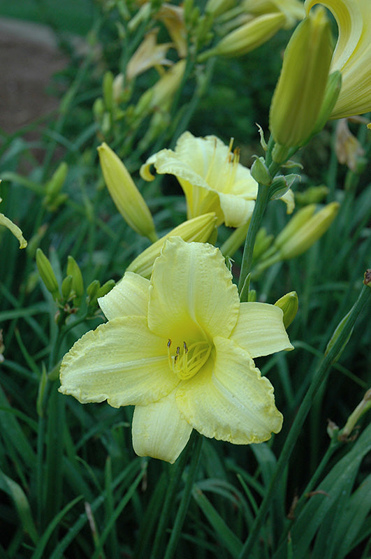 Daylily Happy Returns- Canary Yellow