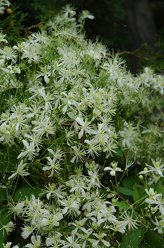 Clematis Paniculata- White