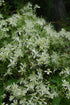 Clematis Paniculata- White