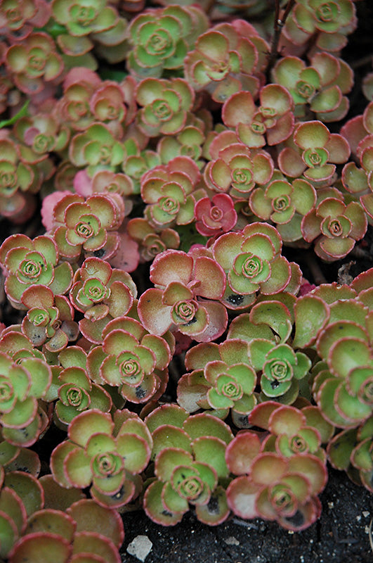 Sedum Fuldaglut (Fireglow)