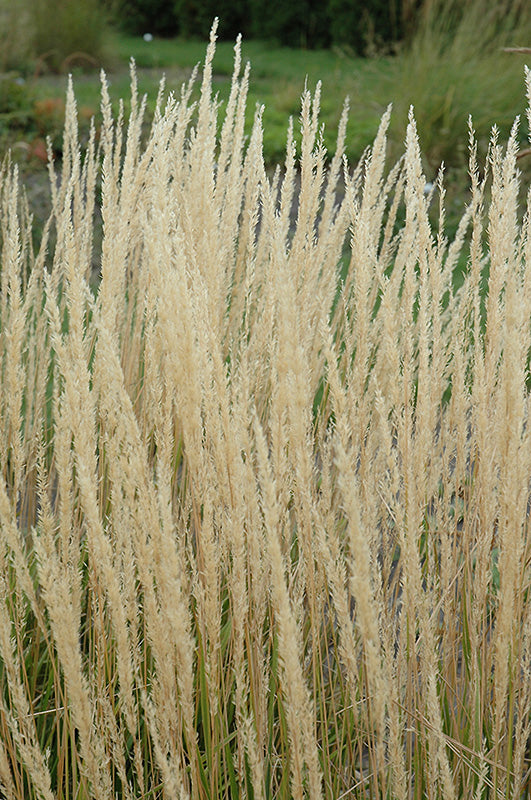 Grass Feather Reed Karl Foerster