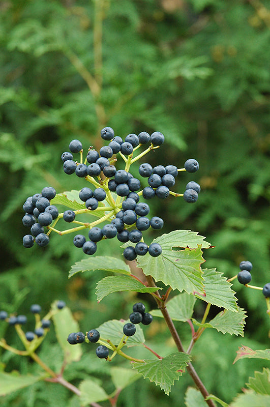 Viburnum Arrowwood Blue Muffin