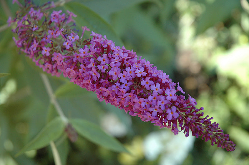 Butterfly Bush Flutterby Petite® Blue Heaven