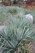 Yucca Adam'S Needle