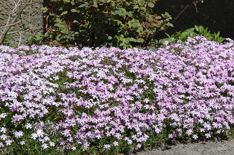 Phlox Emerald Blue