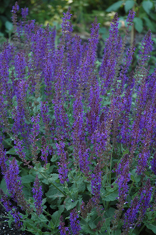 Salvia May Night