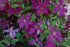 Clematis Polish Spirit -