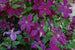 Clematis Polish Spirit -