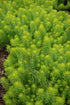 Sedum Angelina