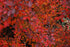 Barberry Rose Glow