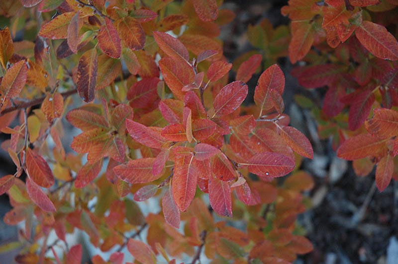 Serviceberry Rainbow Pillar® Single Stem