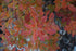 Serviceberry Rainbow Pillar® Single Stem