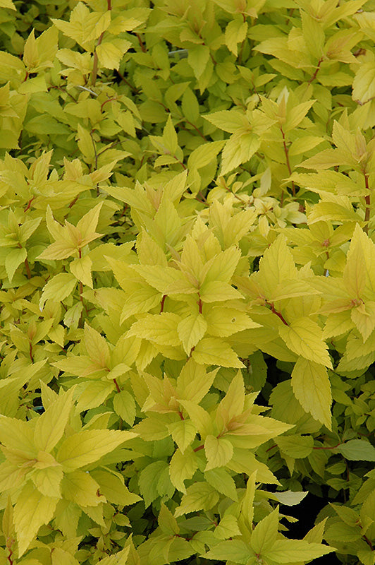 Spirea Gold Mound