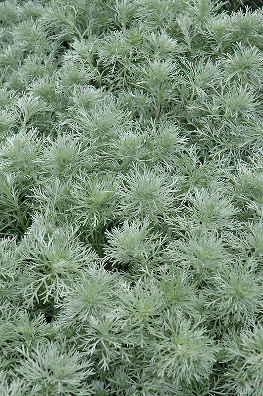 Artemisia Silvermound